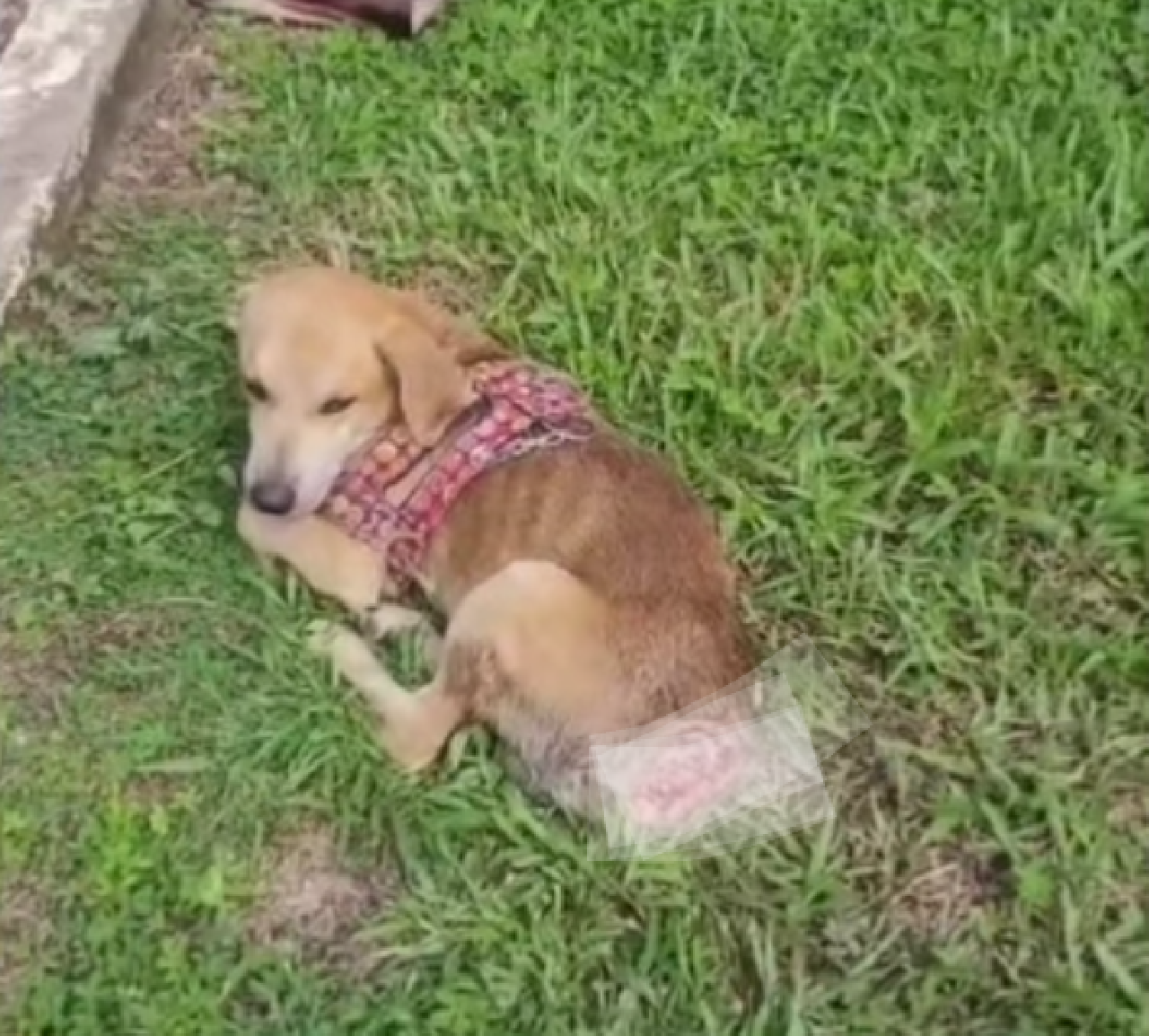 CÃO ROMEU, VÍTIMA DE MUTILAÇÃO EM ILHÉUS, SEGUE INTERNADO E PRECISA DE AJUDA PARA TRATAMENTO E ADOÇÃO ESPECIAL CÃO ROMEU, VÍTIMA DE MUTILAÇÃO EM ILHÉUS, SEGUE INTERNADO E PRECISA DE AJUDA PARA TRATAMENTO E ADOÇÃO ESPECIAL