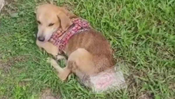 CÃO ROMEU, VÍTIMA DE MUTILAÇÃO EM ILHÉUS, SEGUE INTERNADO E PRECISA DE AJUDA PARA TRATAMENTO E ADOÇÃO ESPECIAL