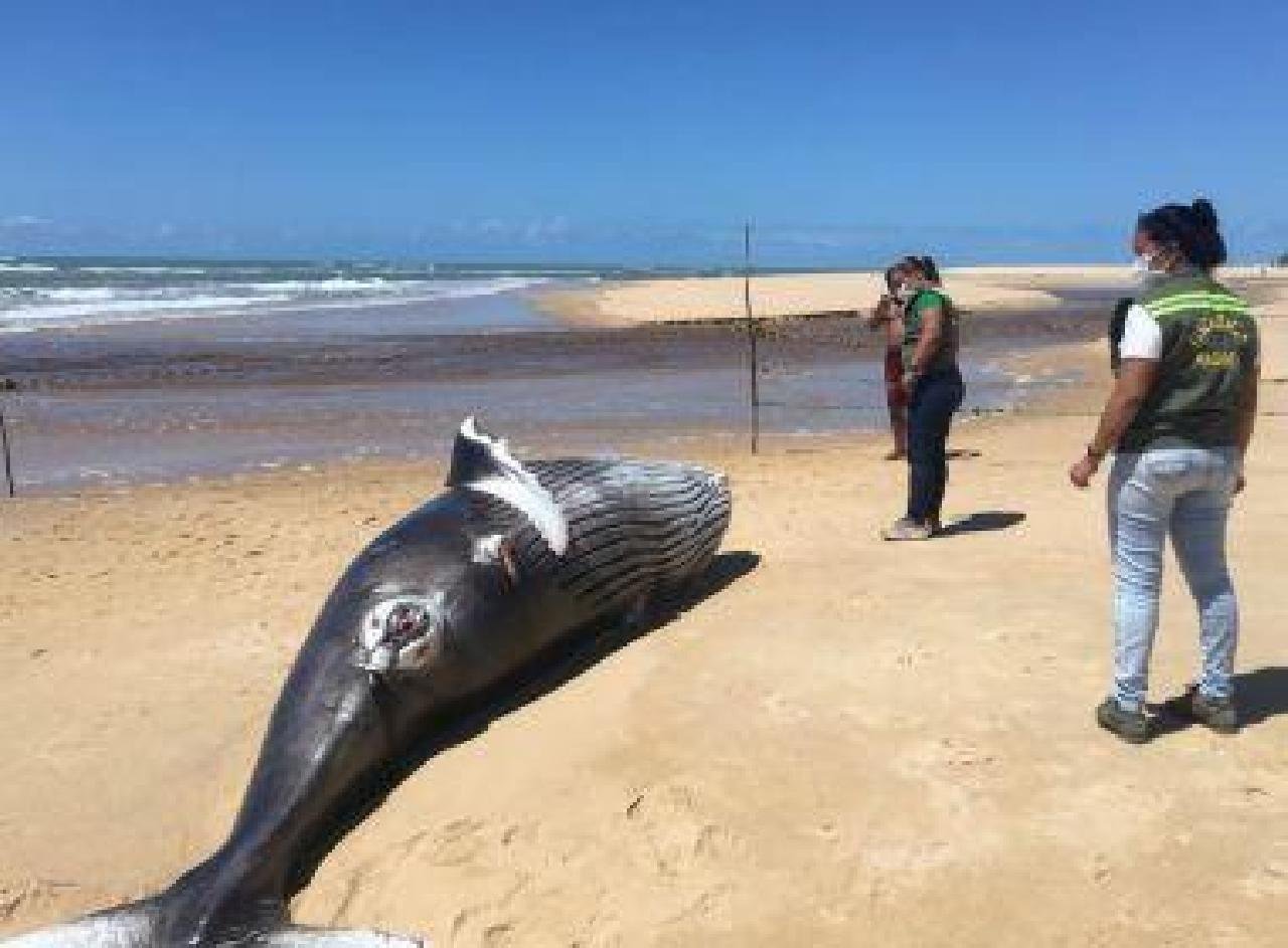 PORTO SEGURO: JUBARTE DE 1T É ENCONTRADA MORTA; BAHIA JÁ TEM 15 ENCALHES EM 2019