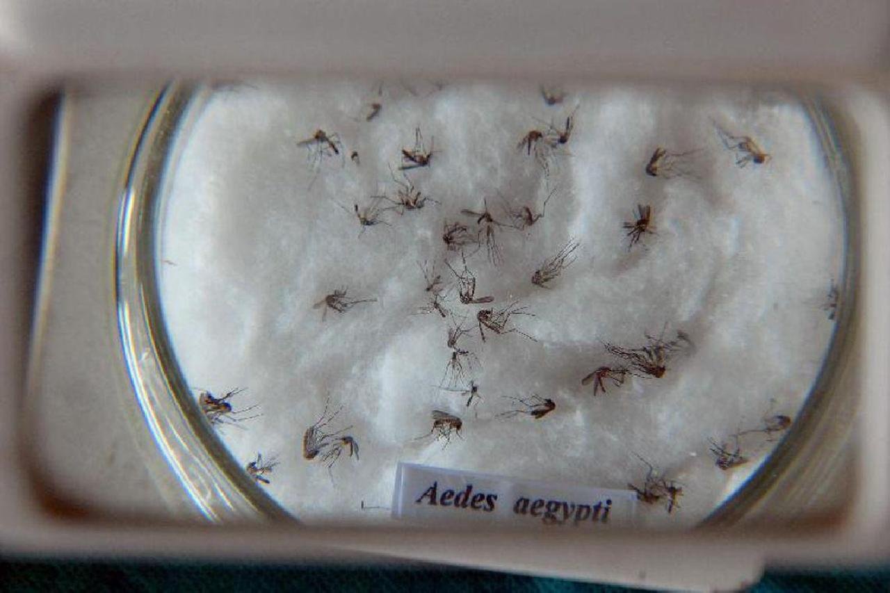 MINISTRO DA SAÚDE MANIFESTA PREOCUPAÇÃO COM A DENGUE NO VERÃO MINISTRO DA SAÚDE MANIFESTA PREOCUPAÇÃO COM A DENGUE NO VERÃO
