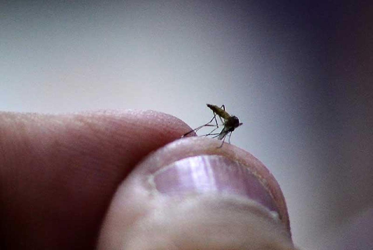 MUNICÍPIO DE ILHÉUS ESTÁ EM ALERTA CONTRA A DENGUE E CHIKUNGUNYA