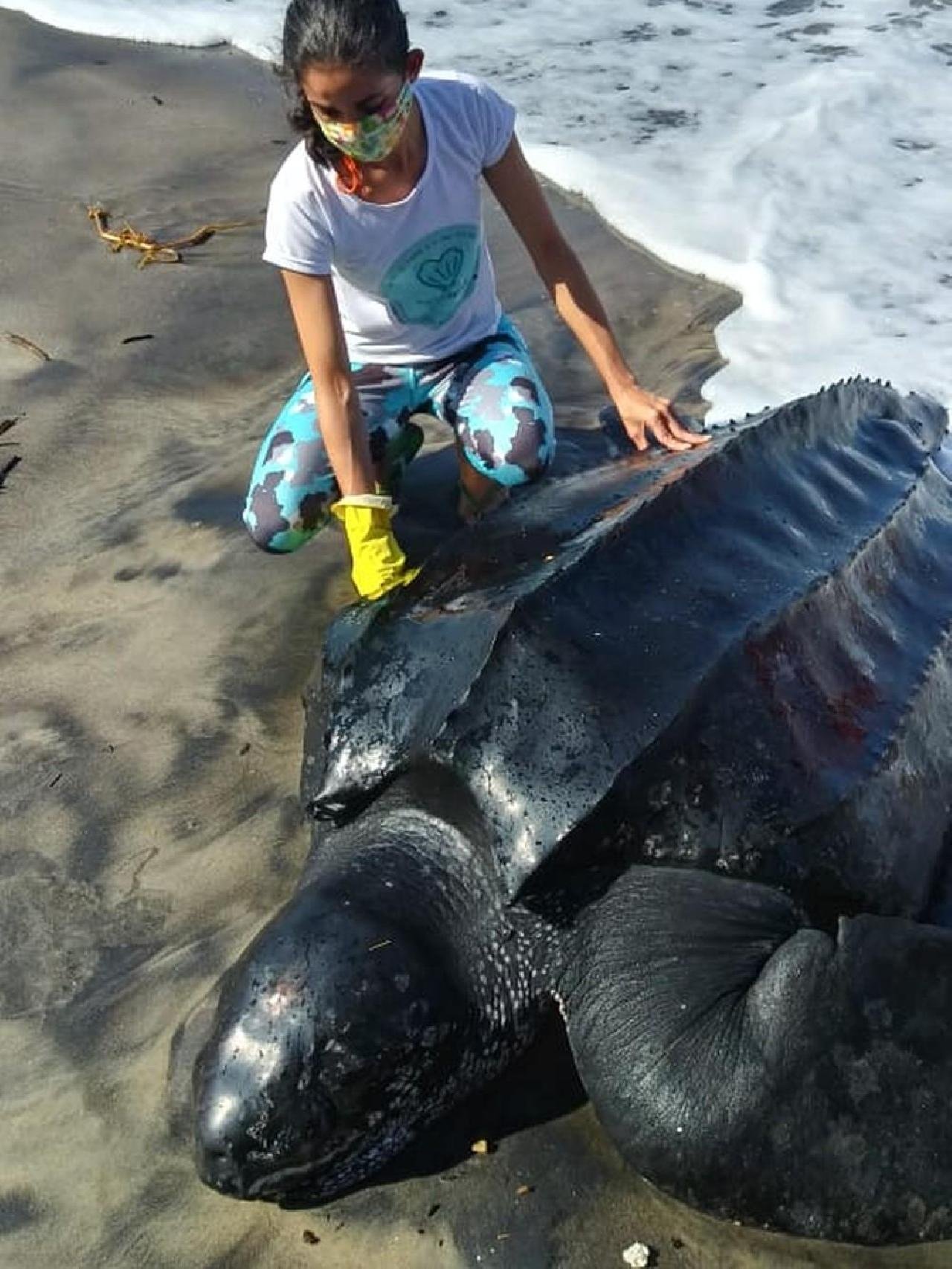 AMEAÇADA DE EXTINÇÃO, TARTARUGA RARA É ENCONTRADA ENCALHADA EM PRAIA DE ILHÉUS