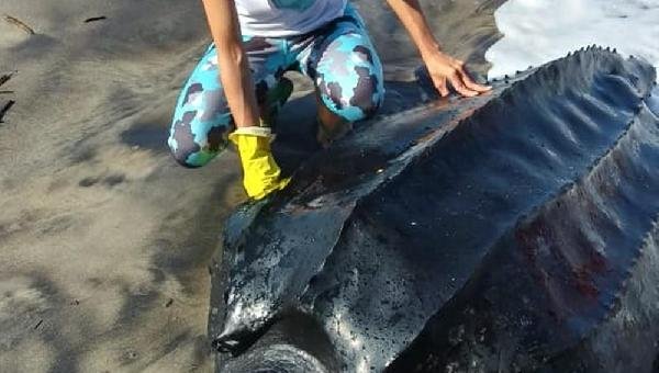 AMEAÇADA DE EXTINÇÃO, TARTARUGA RARA É ENCONTRADA ENCALHADA EM PRAIA DE ILHÉUS
