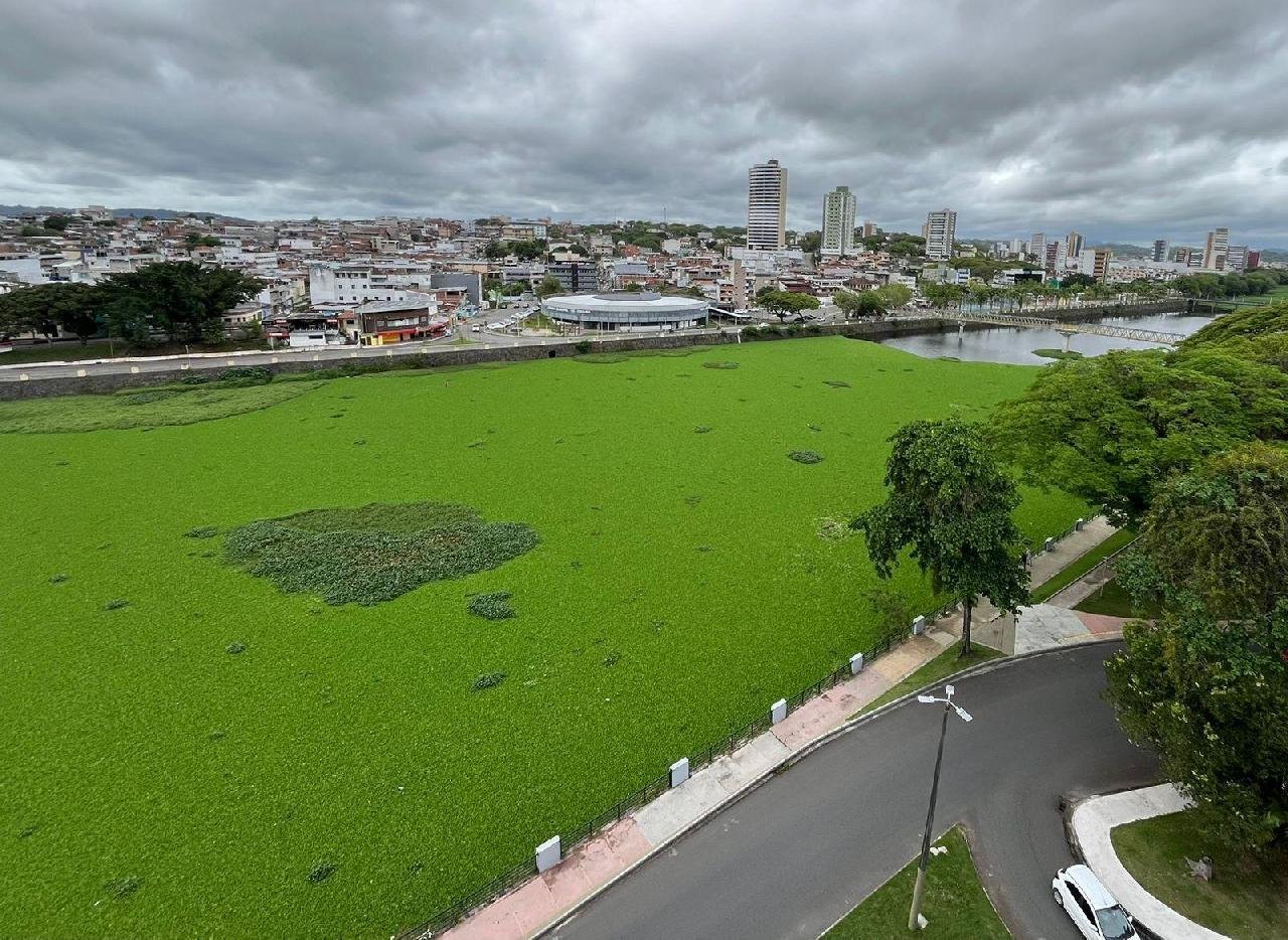 PREFEITURAS DE ITABUNA E ILHÉUS REALIZAM AÇÃO CONJUNTA PARA RETIRADA DE BARONESAS DO RIO CACHOEIRA PREFEITURAS DE ITABUNA E ILHÉUS REALIZAM AÇÃO CONJUNTA PARA RETIRADA DE BARONESAS DO RIO CACHOEIRA