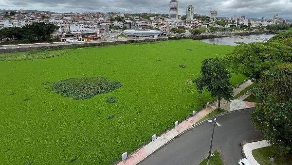 PREFEITURAS DE ITABUNA E ILHÉUS REALIZAM AÇÃO CONJUNTA PARA RETIRADA DE BARONESAS DO RIO CACHOEIRA PREFEITURAS DE ITABUNA E ILHÉUS REALIZAM AÇÃO CONJUNTA PARA RETIRADA DE BARONESAS DO RIO CACHOEIRA