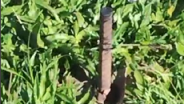 OUVINTE DENUNCIA INSTALAÇÃO DE VERGALHÕES NO GRAMADO DE PRAÇA PÚBLICA DE ILHÉUS
