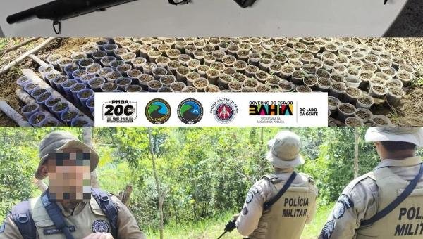 PMBA APREENDE 480 PÉS DE MACONHA NA ZONA RURAL DE ILHÉUS