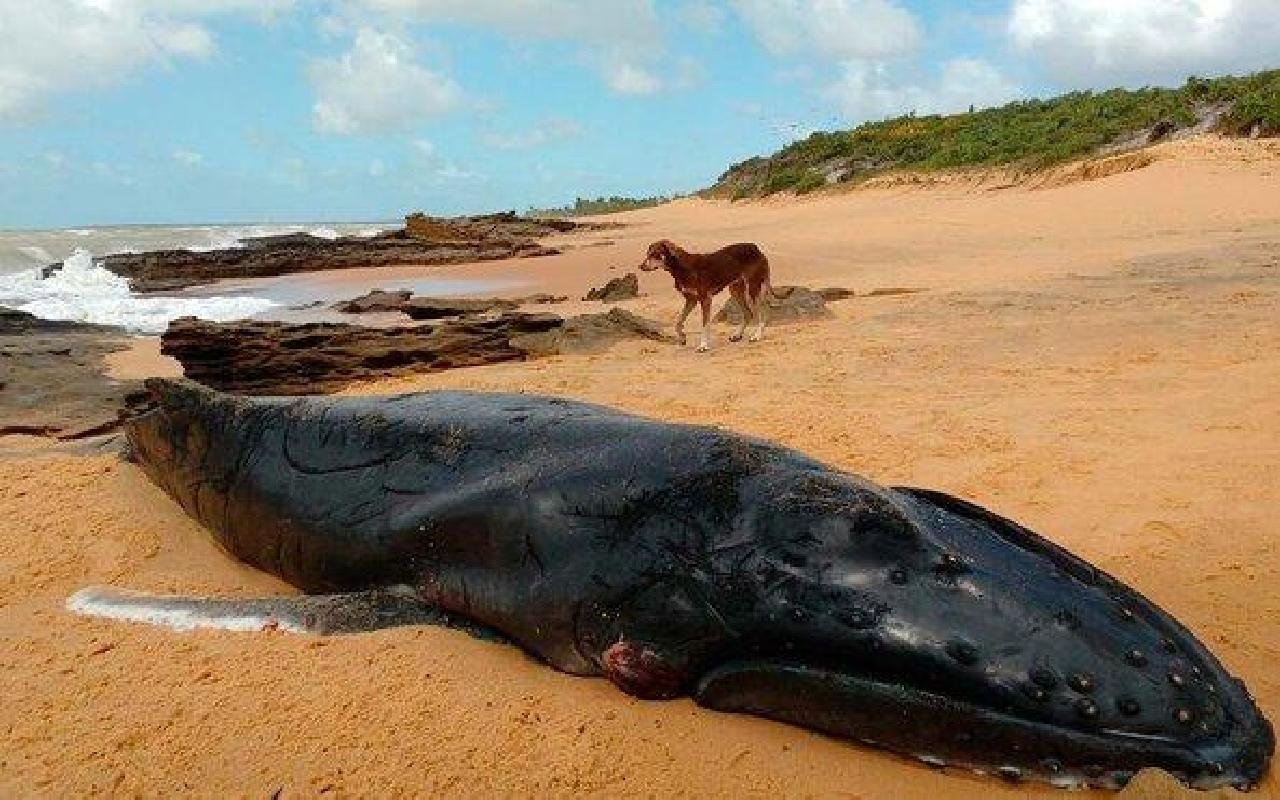 SETE BALEIAS JUBARTES JÁ FORAM ENCONTRADAS ENCALHADAS NA BAHIA ESTE ANO