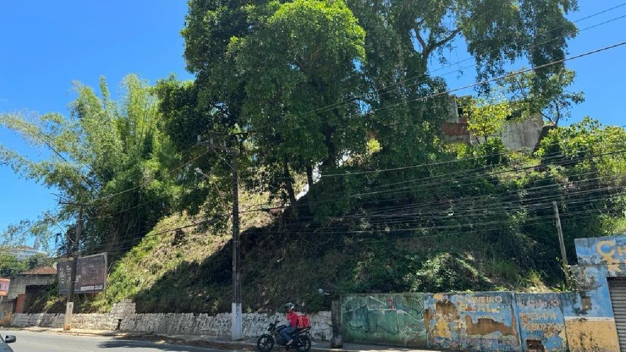 ÁRVORES REPRESENTAM RISCO PARA A POPULAÇÃO NA AVENIDA CANAVIEIRAS ÁRVORES REPRESENTAM RISCO PARA A POPULAÇÃO NA AVENIDA CANAVIEIRAS