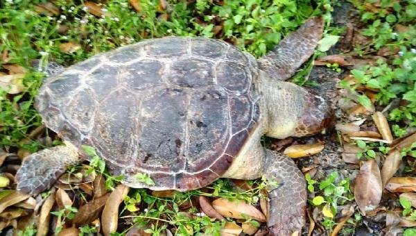 DEZ TARTARUGAS MARINHAS SÃO ENCONTRADAS MORTAS EM PRAIAS DO SUL DA BAHIA NO FIM DE SEMANA