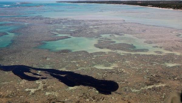 ESTUDO MOSTRA QUE PEIXE DE ÁREAS ATINGIDAS POR ÓLEO PODE SER CONSUMIDO