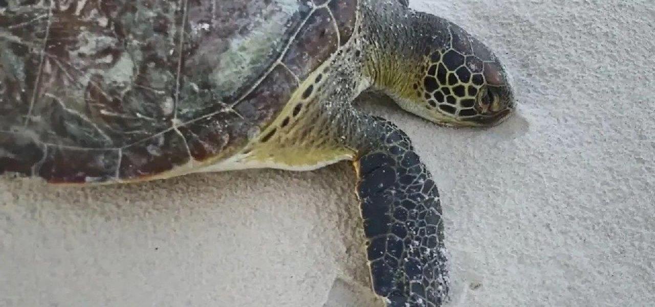 TRÊS TARTARUGAS SÃO ENCONTRADAS MORTAS EM PRAIAS TURÍSTICAS DE ILHÉUS TRÊS TARTARUGAS SÃO ENCONTRADAS MORTAS EM PRAIAS TURÍSTICAS DE ILHÉUS