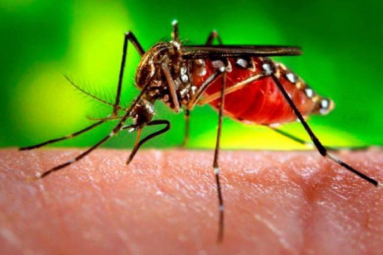BAHIA REDUZ CASOS DE DENGUE E ZIKA, MAS CHIKUNGUNYA TRIPLICA NO ESTADO BAHIA REDUZ CASOS DE DENGUE E ZIKA, MAS CHIKUNGUNYA TRIPLICA NO ESTADO