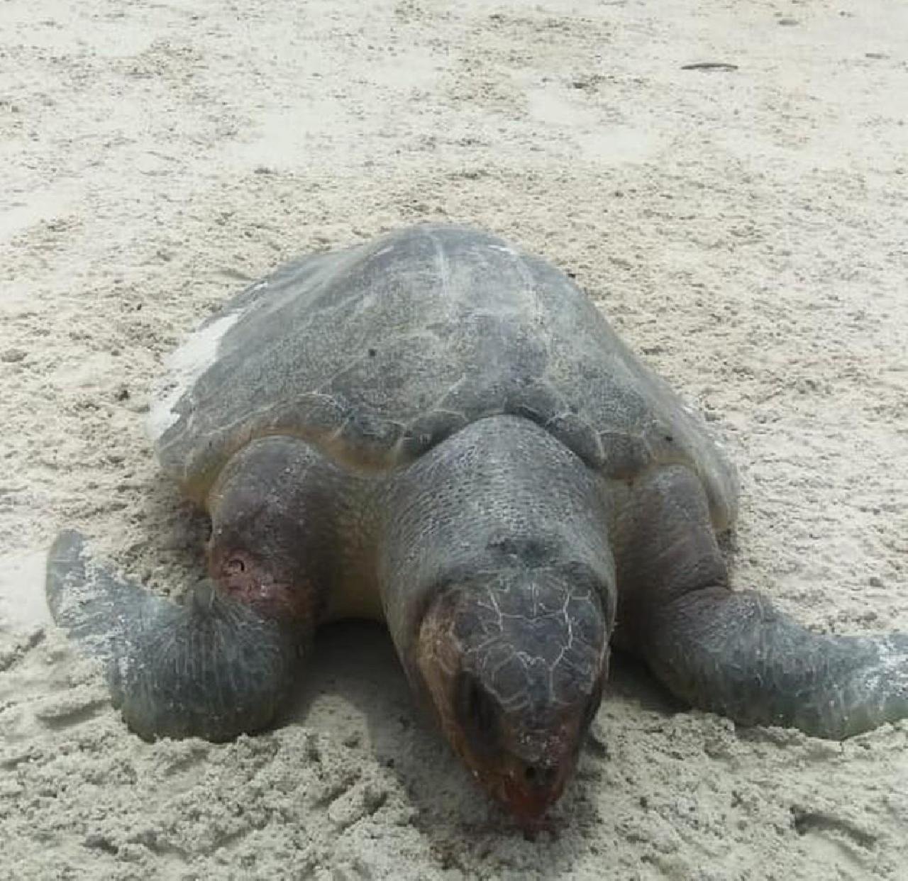 TARTARUGA É ENCONTRADA MORTA EM PRAIA DE ILHÉUS; SOBE PARA 126 Nº DE ENCALHES NA REGIÃO ESTE ANO TARTARUGA É ENCONTRADA MORTA EM PRAIA DE ILHÉUS; SOBE PARA 126 Nº DE ENCALHES NA REGIÃO ESTE ANO