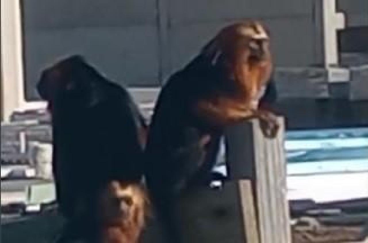 FAMÍLIA DE MICO LEÃO DA CARA DOURADA É FLAGRADA ÀS MARGENS DA RODOVIA ILHÉUS – OLIVENÇA FAMÍLIA DE MICO LEÃO DA CARA DOURADA É FLAGRADA ÀS MARGENS DA RODOVIA ILHÉUS – OLIVENÇA