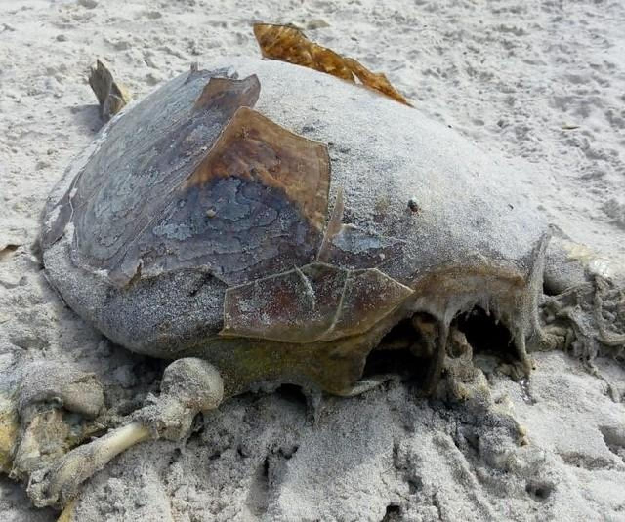 TARTARUGA É ENCONTRADA MORTA EM ITACARÉ TARTARUGA É ENCONTRADA MORTA EM ITACARÉ