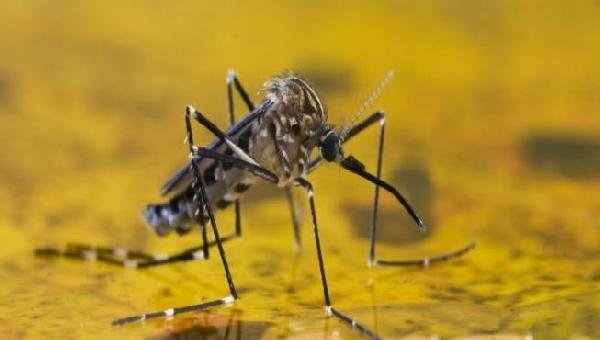 RISCO DE MORTE POR FEBRE AMARELA PODE SER IDENTIFICADO MAIS CEDO