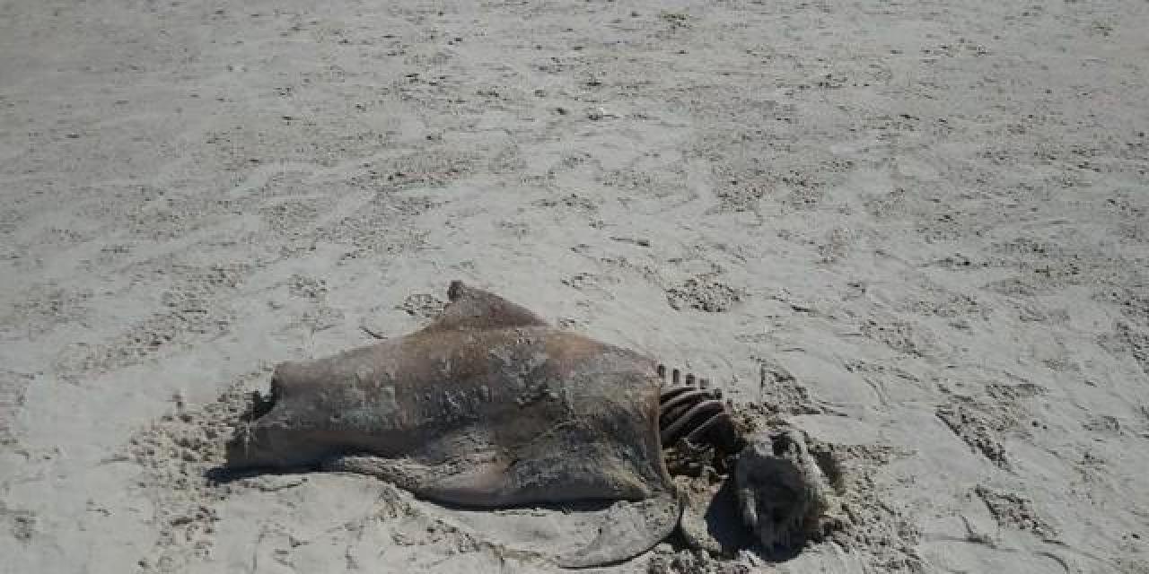 ILHÉUS: BOTOS SÃO ENCONTRADOS MORTOS NA PRAIA DO SUL ILHÉUS: BOTOS SÃO ENCONTRADOS MORTOS NA PRAIA DO SUL