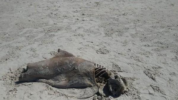 ILHÉUS: BOTOS SÃO ENCONTRADOS MORTOS NA PRAIA DO SUL
