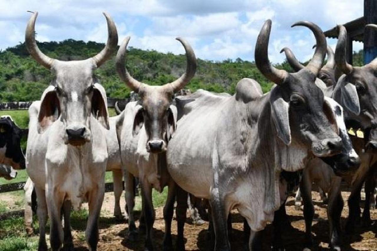 BAHIA PRORROGA CAMPANHA DE VACINAÇÃO CONTRA A FEBRE AFTOSA BAHIA PRORROGA CAMPANHA DE VACINAÇÃO CONTRA A FEBRE AFTOSA