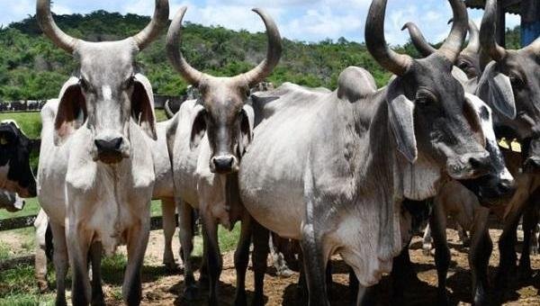 BAHIA PRORROGA CAMPANHA DE VACINAÇÃO CONTRA A FEBRE AFTOSA