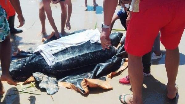 TARTARUGA COM MAIS DE 200 KG É RESGATADA EM PRAIA DE OLIVENÇA