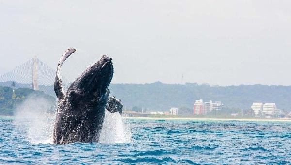 TEMPORADA DAS BALEIAS-JUBARTE FORTALECE TURISMO E MOVIMENTA ECONOMIA DE ILHÉUS