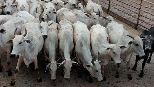 BAHIA CHEGA AO MAIOR REBANHO BOVINO EM QUASE 30 ANOS