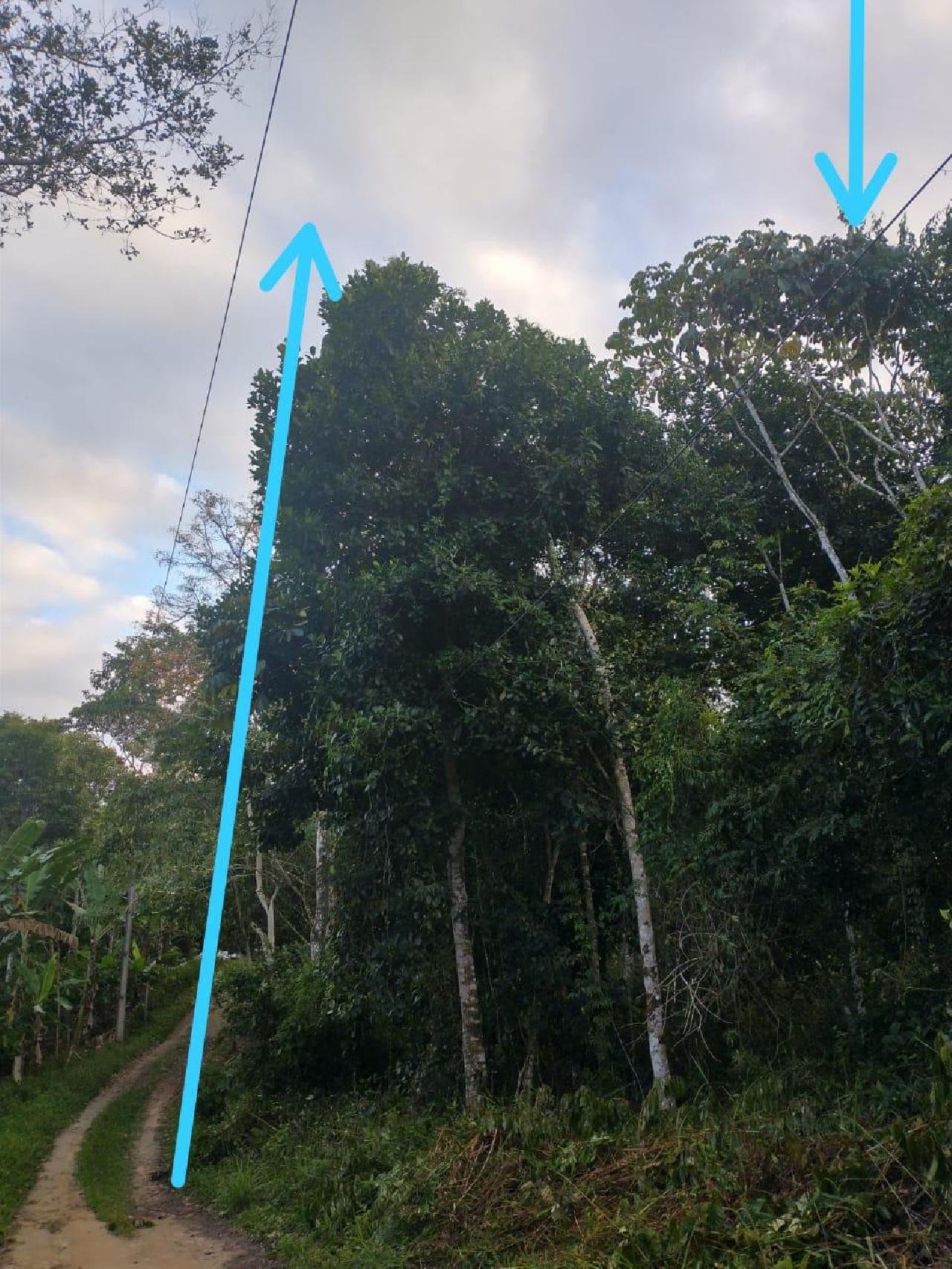 ÁRVORE PROVOCA CURTO-CIRCUITO EM REDE ELÉTRICA NO SANTO ANTÔNIO
