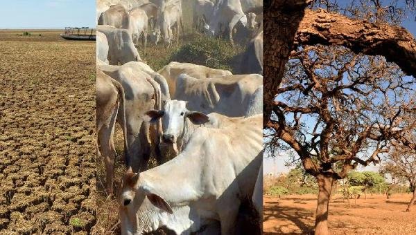 BAHIA ENFRENTA A MAIOR SECA DESDE 1980; 147 MUNICÍPIOS ESTÃO EM SITUAÇÃO DE EMERGÊNCIA