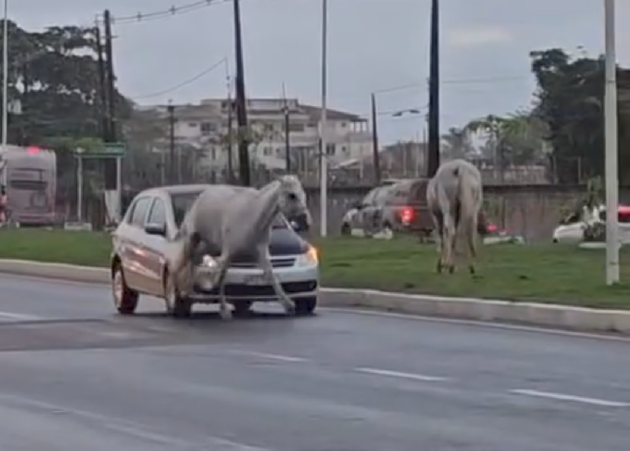 TRAGÉDIA POR POUCO: CAVALOS SOLTOS NA BA-001 ASSUSTAM MOTORISTAS EM ILHÉUS