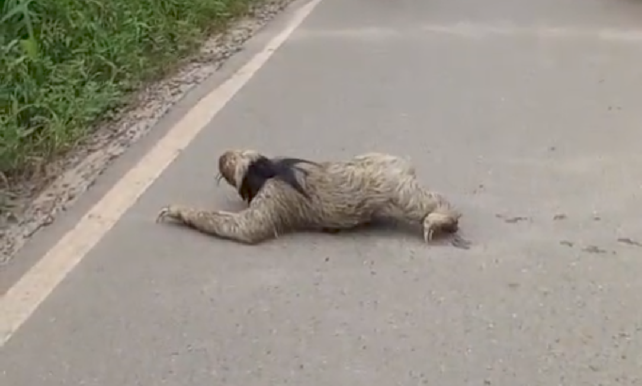 BICHO-PREGUIÇA É FLAGRADO ATRAVESSANDO PISTA NO CONDOMÍNIO SOL E MAR, EM ILHÉUS BICHO-PREGUIÇA É FLAGRADO ATRAVESSANDO PISTA NO CONDOMÍNIO SOL E MAR, EM ILHÉUS