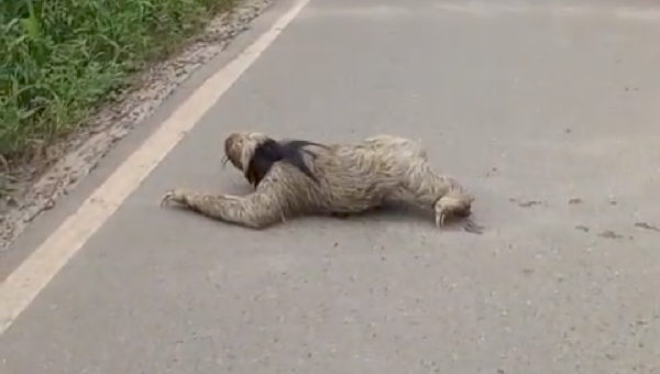 BICHO-PREGUIÇA É FLAGRADO ATRAVESSANDO PISTA NO CONDOMÍNIO SOL E MAR, EM ILHÉUS