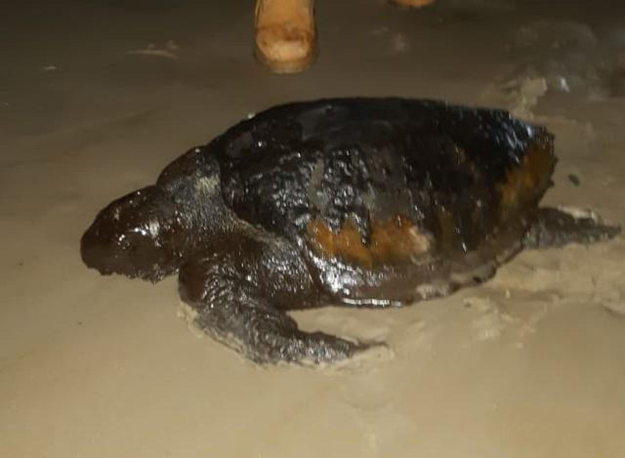 TARTARUGA COBERTA DE ÓLEO É ACHADA EM PRAIA DE ILHÉUS TARTARUGA COBERTA DE ÓLEO É ACHADA EM PRAIA DE ILHÉUS