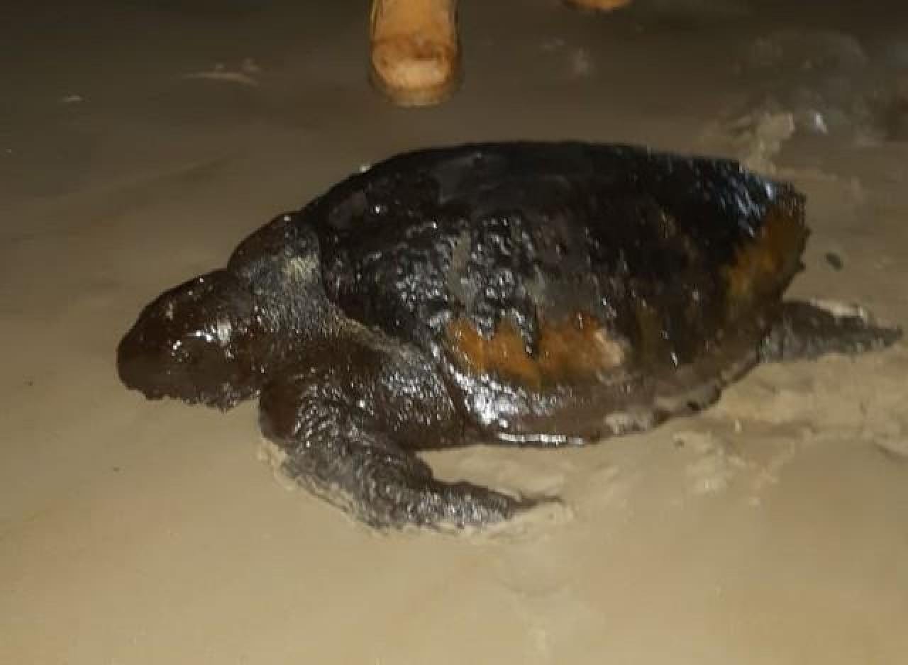 TARTARUGA COBERTA DE ÓLEO É ACHADA EM PRAIA DE ILHÉUS