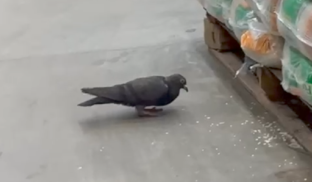 POMBO CIRCULA EM LOJA DO ASSAÍ ATACADISTA EM ILHÉUS POMBO CIRCULA EM LOJA DO ASSAÍ ATACADISTA EM ILHÉUS