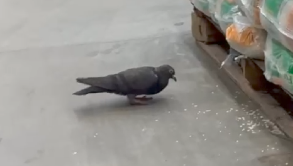 POMBO CIRCULA EM LOJA DO ASSAÍ ATACADISTA EM ILHÉUS