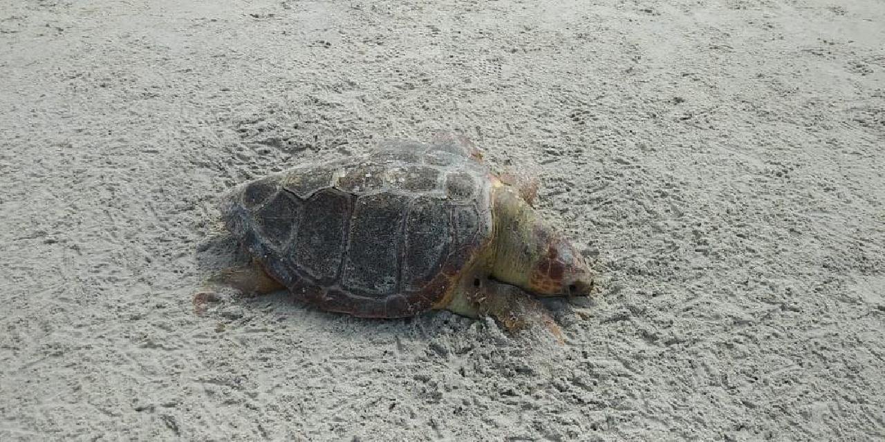 CINCO TARTARUGAS SÃO ENCONTRADAS MORTAS NA REGIÃO ESTE FINAL DE SEMANA CINCO TARTARUGAS SÃO ENCONTRADAS MORTAS NA REGIÃO ESTE FINAL DE SEMANA