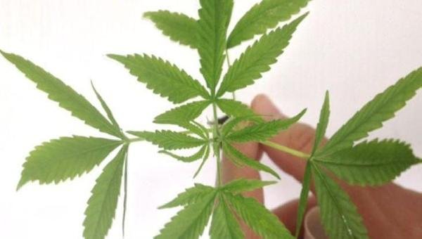 FABRICAÇÃO E VENDA DE PRODUTOS DERIVADOS DA CANNABIS ENTRAM EM VIGOR