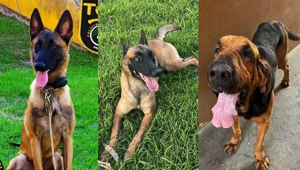 ZARA, SADAN E BLOOD! CONHEÇA OS CÃES ESPECIALIZADOS QUE REFORÇAM A POLÍCIA RODOVIÁRIA ESTADUAL EM ITABUNA E REGIÃO
