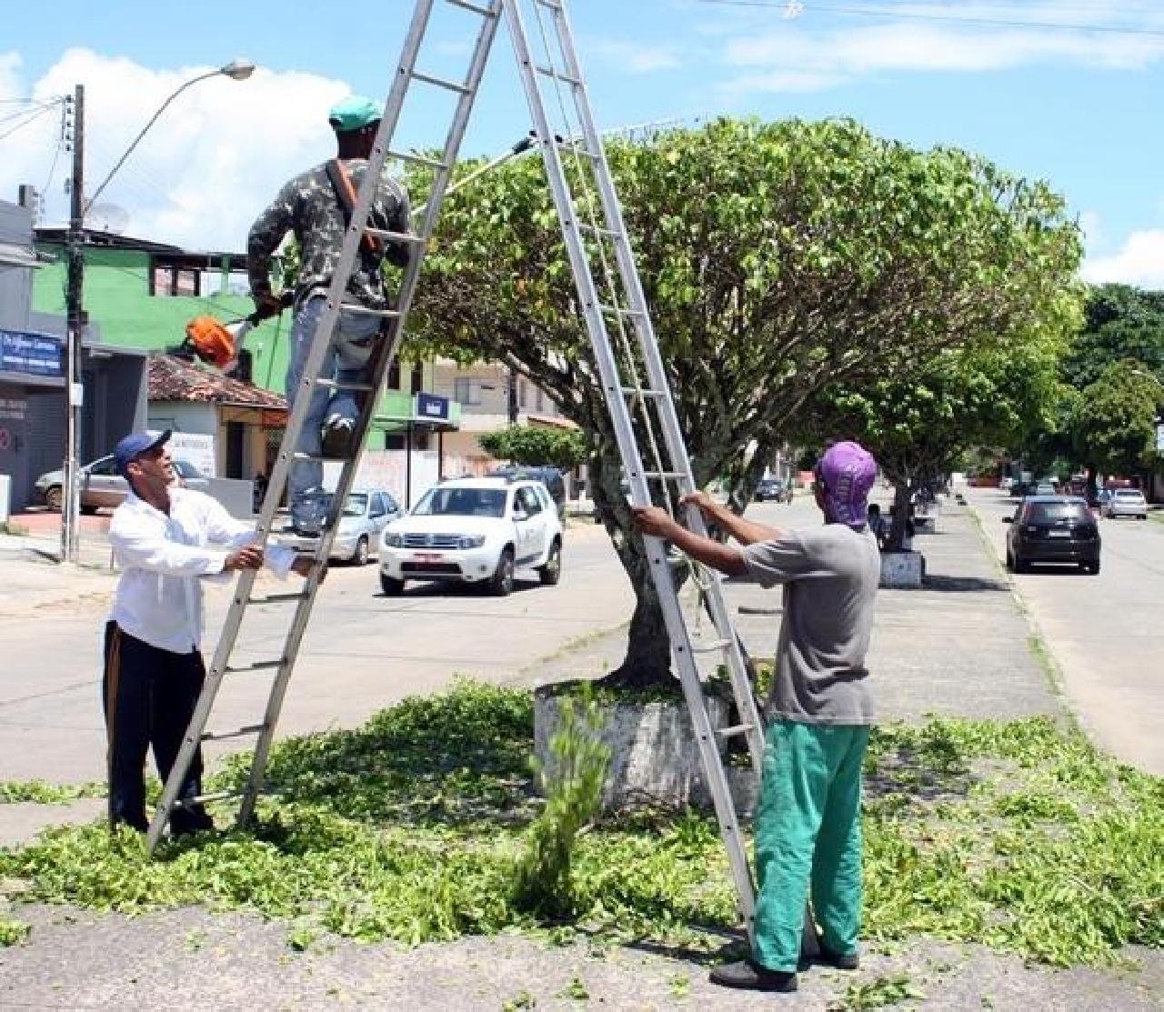 SUPERINTENDENTE DE MEIO AMBIENTE ESCLARE QUE NEM TODAS AS ÁRVORES MARCADAS SERÃO RETIRADAS SUPERINTENDENTE DE MEIO AMBIENTE ESCLARE QUE NEM TODAS AS ÁRVORES MARCADAS SERÃO RETIRADAS