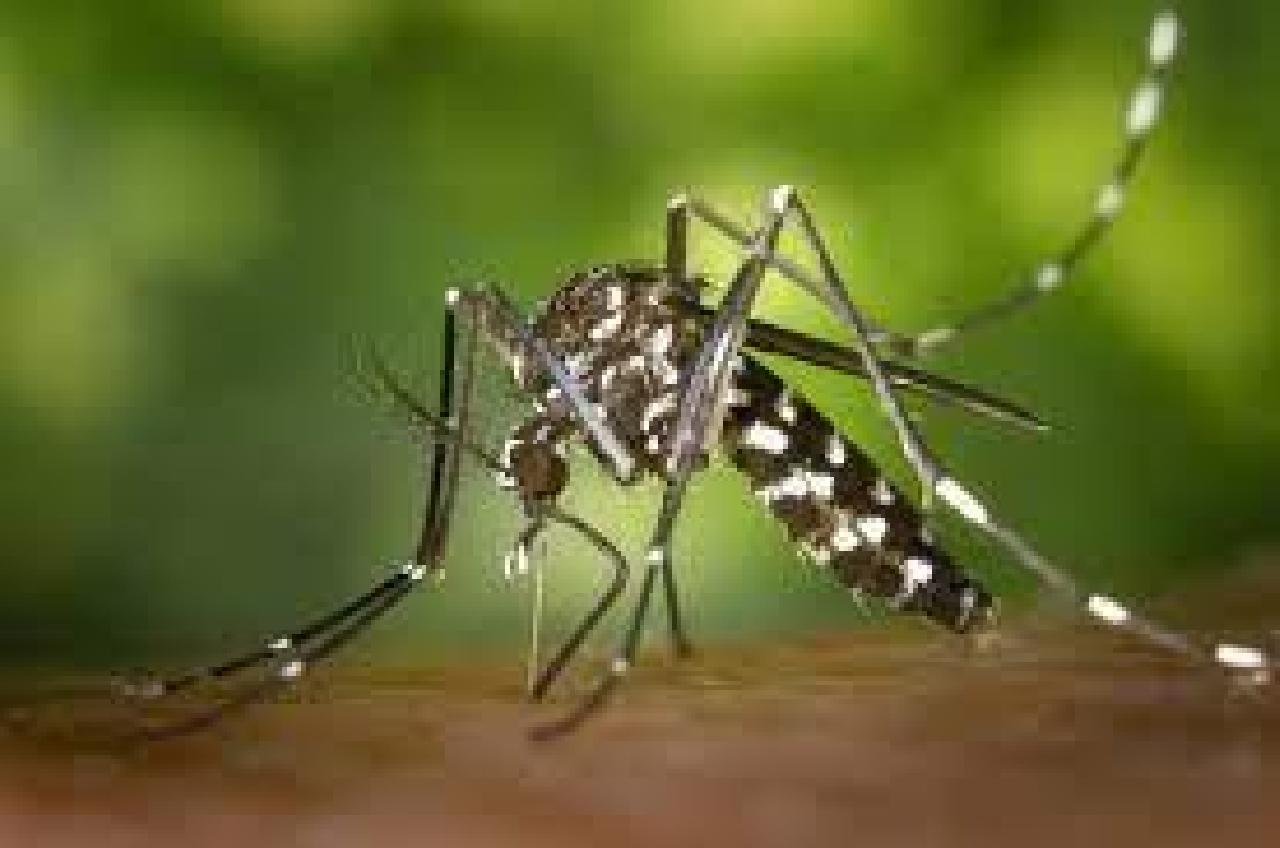 BAHIA TEM AUMENTO DE QUASE 100% NOS CASOS PROVÁVEIS DE DENGUE EM COMPARAÇÃO A 2023; 64 CIDADES ESTÃO EM EPIDEMIA BAHIA TEM AUMENTO DE QUASE 100% NOS CASOS PROVÁVEIS DE DENGUE EM COMPARAÇÃO A 2023; 64 CIDADES ESTÃO EM EPIDEMIA