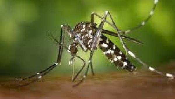 BAHIA TEM AUMENTO DE QUASE 100% NOS CASOS PROVÁVEIS DE DENGUE EM COMPARAÇÃO A 2023; 64 CIDADES ESTÃO EM EPIDEMIA