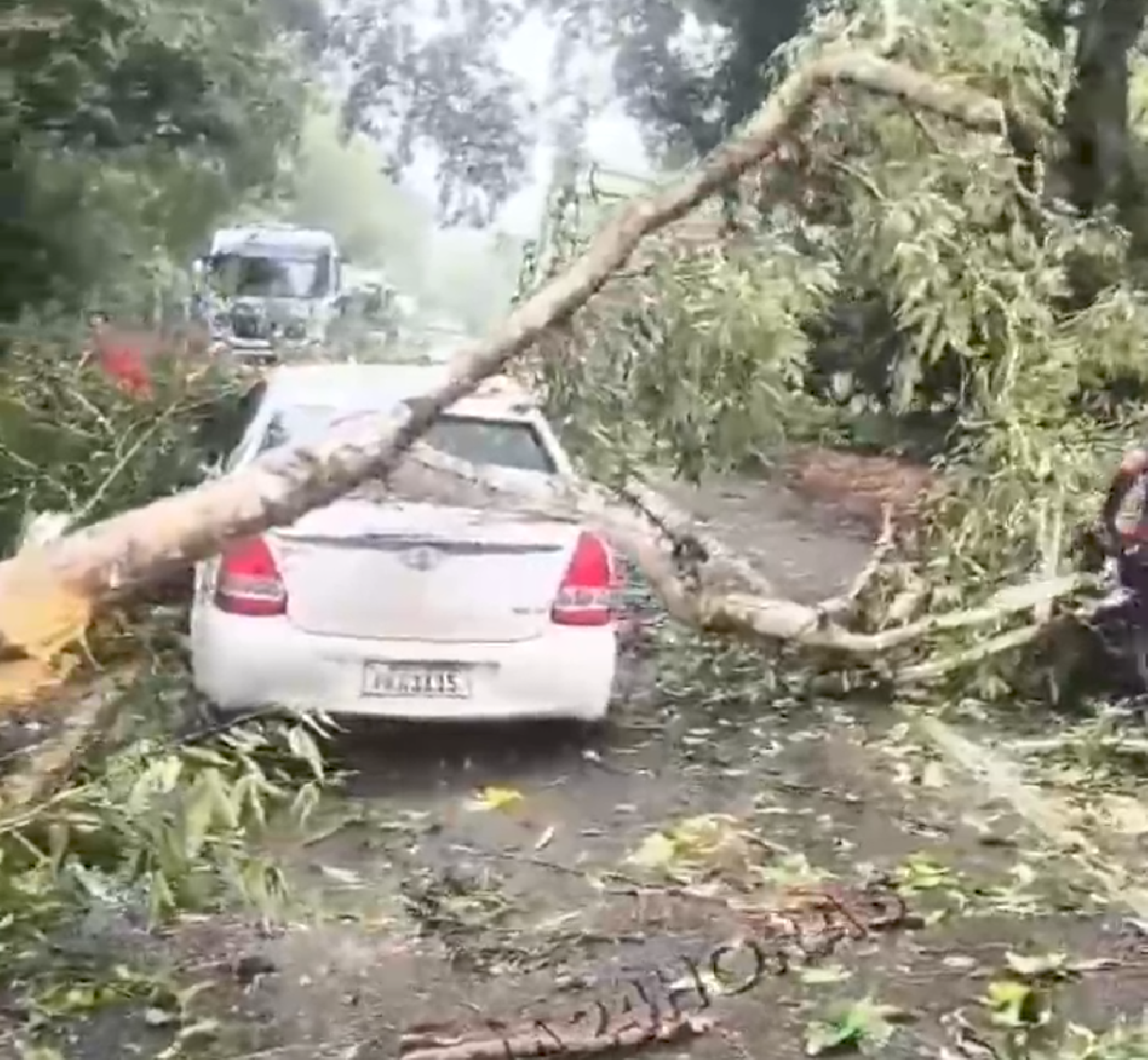 ÁRVORE CAI SOBRE CARRO EM MOVIMENTO NA ILHÉUS–URUÇUCA ÁRVORE CAI SOBRE CARRO EM MOVIMENTO NA ILHÉUS–URUÇUCA