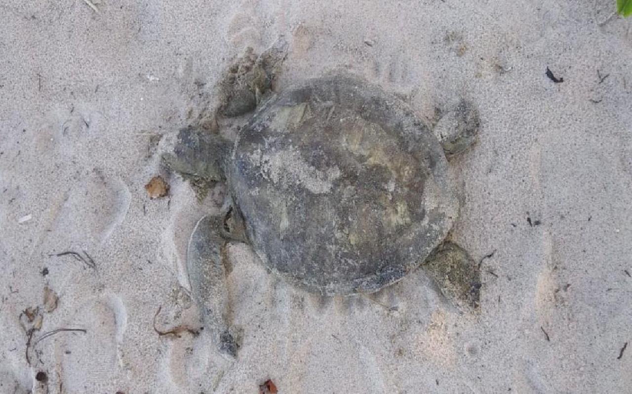 TARTARUGAS SÃO ENCONTRADAS MORTAS EM ILHÉUS TARTARUGAS SÃO ENCONTRADAS MORTAS EM ILHÉUS