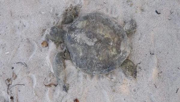 TARTARUGAS SÃO ENCONTRADAS MORTAS EM ILHÉUS 
