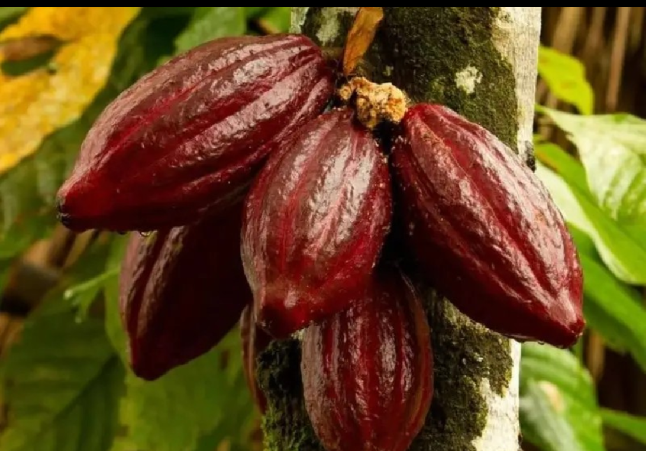 CHOCOLATES COM INDICAÇÃO GEOGRÁFICA SÃO A SENSAÇÃO DA PASCOA 2024 CHOCOLATES COM INDICAÇÃO GEOGRÁFICA SÃO A SENSAÇÃO DA PASCOA 2024
