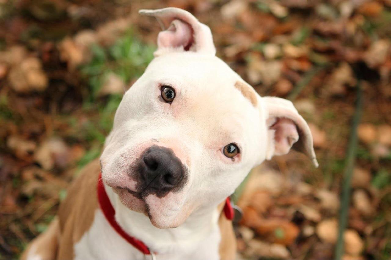 CÃES DA RAÇA PITBULL PODEM SER PROIBIDOS NO BRASIL