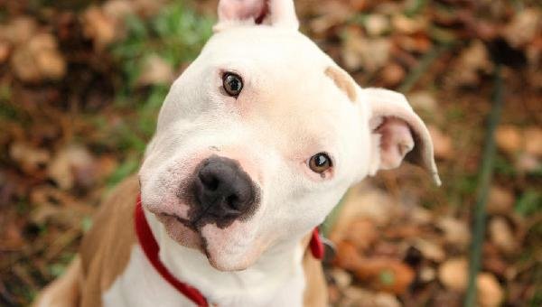 CÃES DA RAÇA PITBULL PODEM SER PROIBIDOS NO BRASIL