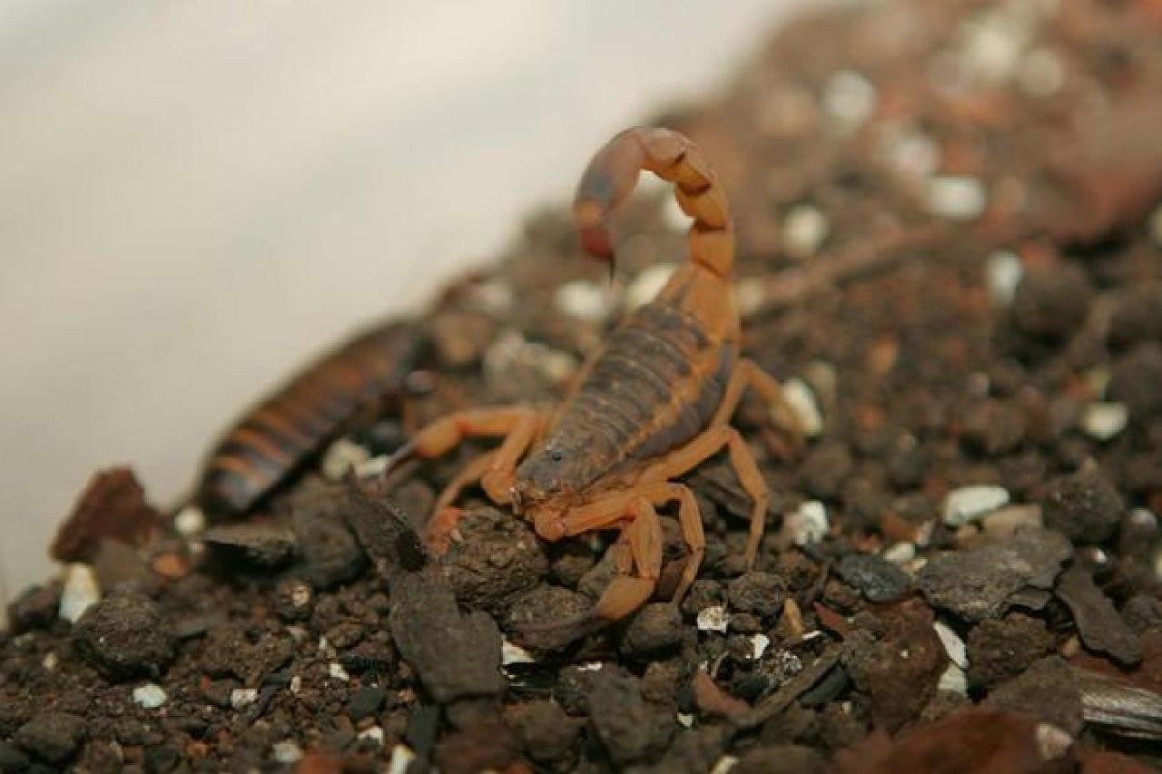 CENTRO DE ZOONOSES DE ILHÉUS ALERTA PARA CUIDADO COM ESCORPIÕES CENTRO DE ZOONOSES DE ILHÉUS ALERTA PARA CUIDADO COM ESCORPIÕES